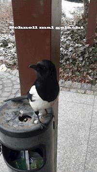 Schnell mal gelacht - Uwe Plesotzky - E-Book