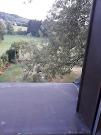 Der Fluch des grünen Efeu - Kolja Kappel - E-Book