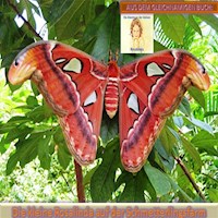 Die kleine Rosalinda auf der Schmetterlingsfarm - Monika Schuberth - Hörbuch