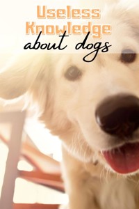 Useless Knowledge about Dogs - Mia Mirillia - E-Book