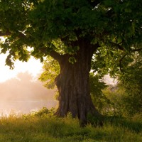 Дерево - Кирилл Куталов - Hörbuch