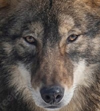 Das Märchen des U-Bootfahrers Dörrfisch - Christoph Bartholomäus - E-Book