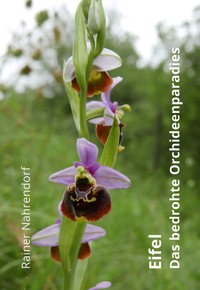 Eifel - Das bedrohte Orchideenparadies - Rainer Nahrendorf - E-Book