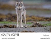 Coastal Wolves. Seven days with the pack - Max Venturi - E-Book