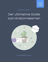 Der ultimative Guide zum Anatomie lernen -  - kostenlos E-Book
