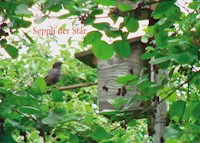 Seppli der Star - Edith Fehr-Brunner - E-Book