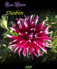 Diebin - Rene Winter - E-Book