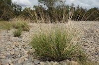 Deine Chakren - Dein Wohlbefinden - Susanne Welsch - E-Book