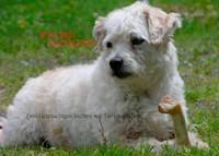 "Pfötchen-Geschichten" - Heike Richter - E-Book