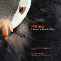Puffins - Kevin Morgans - E-Book
