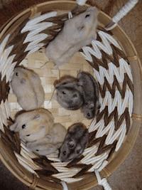 Campbell- und Dsungarische Zwerghamster - null Zwerghamster - E-Book