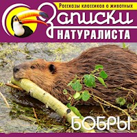 Бобры - Л. Хаворт - Hörbuch