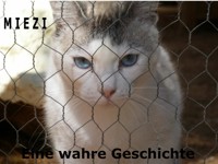 Miezi – Eine wahre Katzengeschichte - Judith Cramer - E-Book