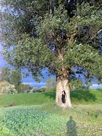 Eine Elfe namens Irrmeli - Karin Lorke-Acker - E-Book