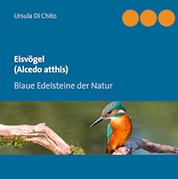 Eisvögel (Alcedo atthis) - Ursula Di Chito - E-Book