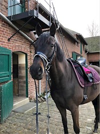 Horse Performance - Tim Bongers - E-Book