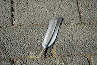 Stadtgedanken - Ralf Conradshaus - E-Book