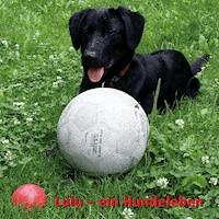 Lulu - Ein Hundeleben -  - Hörbuch
