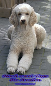 Noch zwei Tage bis Avalon - Karo Lueg - E-Book