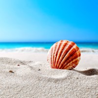 Морская раковина - Кирилл Куталов - Hörbuch