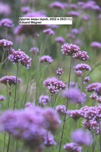 Другие виды (epub, 2022 и 2023 гг.) - Eduard Wagner - E-Book