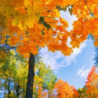 Любов повсюду - Кирилл Куталов - Hörbuch