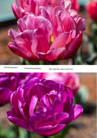 150 Postkarten - Viola Sonnenberg - E-Book