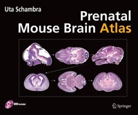 Prenatal Mouse Brain Atlas - Uta Schambra - E-Book