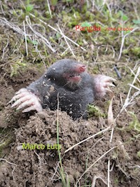 Pangäa - Marco Lutz - E-Book