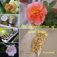 The reproduction of seed roses - Enrico Indolfi - E-Book