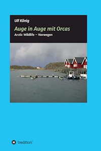 Auge in Auge mit Orcas - Ulf König - E-Book