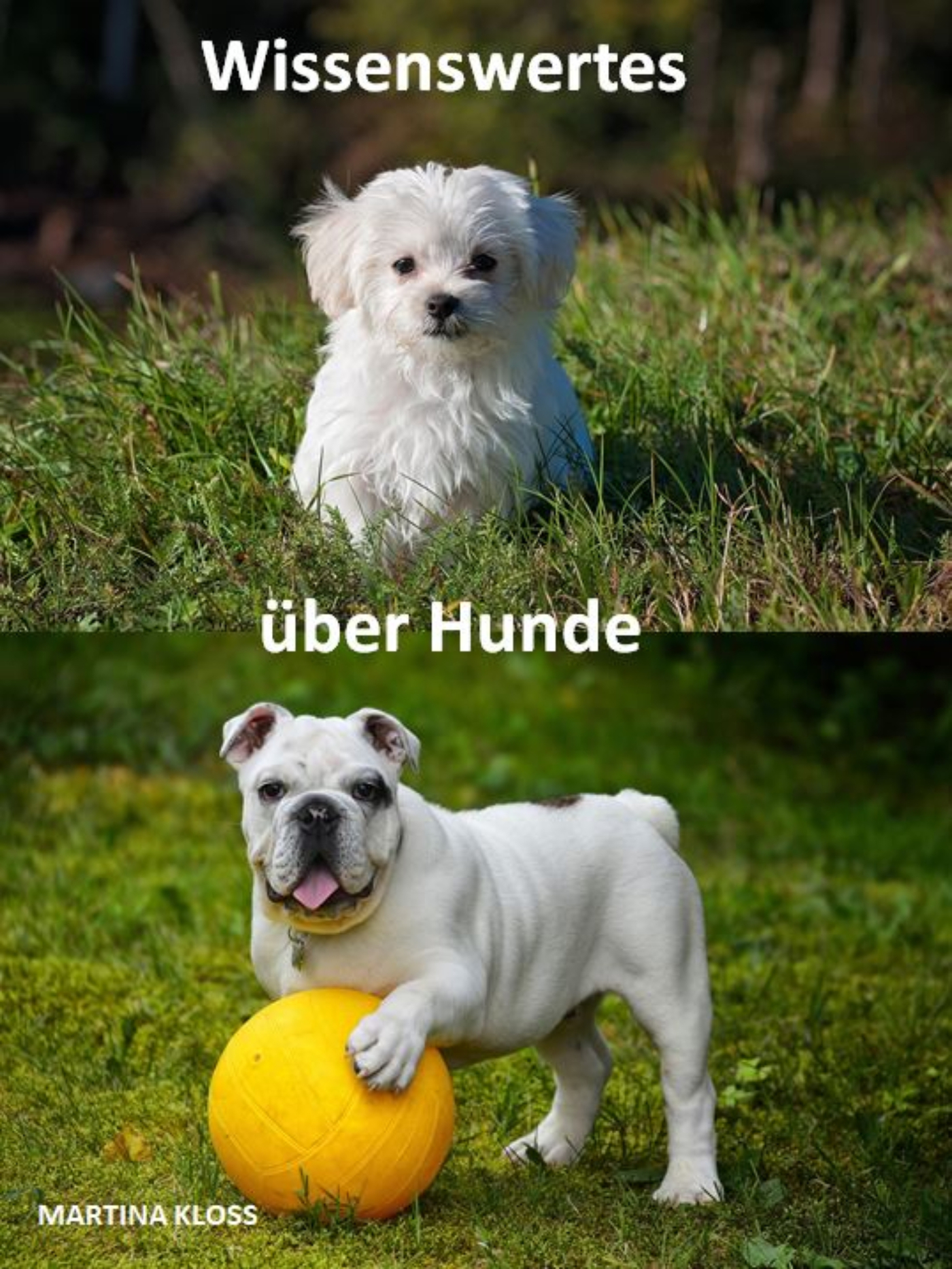 Wissenswertes über Hunde - Martina Kloss - E-Book