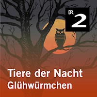 Tiere der Nacht: Glühwürmchen - Silke Wolfrum - Hörbuch