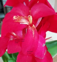 Nichts ist für immer - Jana Alegra Martines - E-Book