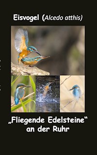Eisvogel (Alcedo atthis) - fotolulu - E-Book