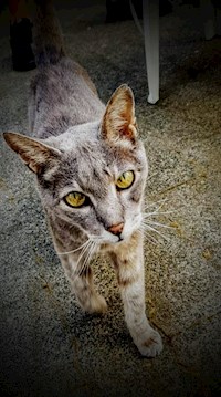 Lumpesi macht sich auf zur Regenbogenbrücke - lucy di luna - E-Book