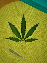 Cannabis legal? - Marc Blizz - E-Book