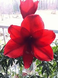 Organspende ja oder nein - Siegfried Ahlborn - E-Book