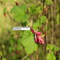 New World Order 2024 March - Eduard Wagner - Hörbuch