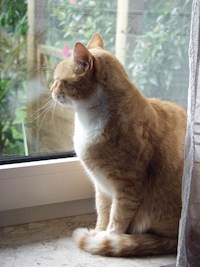 Zwei Katzen erzählen aus Ihrem Leben in Ostfriesland - Jutta Hoppe - E-Book