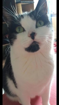 Mein Leben als Sunny - Meine Miauographie - Oiver Morgan - E-Book