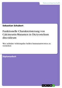 Funktionelle Charakterisierung von Calcineurin-Mutanten in Dictyostelium discoideum - Sebastian Schubert - E-Book