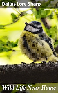 Wild Life Near Home - Dallas Lore Sharp - E-Book