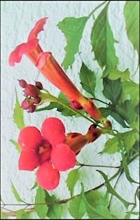 Samenraub und wahre Liebe - Benno Wunder - E-Book