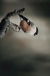 Spiegel meiner Seele - Daniela Volk - E-Book