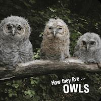 How they live... Owls - Ivan Esenko - E-Book
