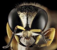 SK19 - Kurt Möhle - E-Book