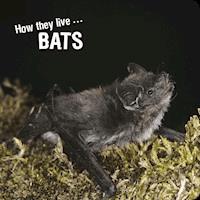 How they live... Bats - David Withrington - E-Book