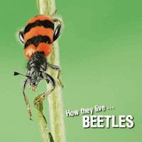 How they live... Beetles - David Withrington - E-Book