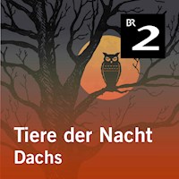 Tiere der Nacht: Dachs - Silke Wolfrum - Hörbuch
